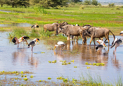 Enchanting Tanzania Safari