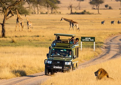 Mikumi Moments: Breakfast & Big Cats From Zanzibar