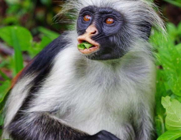 Jozani Forest Tour | Home of Red colobus monkeys