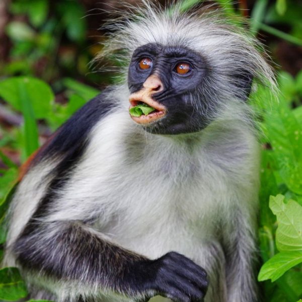 Jozani Forest Tour | Home of Red colobus monkeys