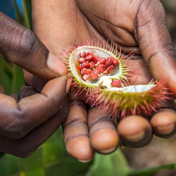 Spice Farm Tour | The Spices & Herbs Farm in Zanzibar