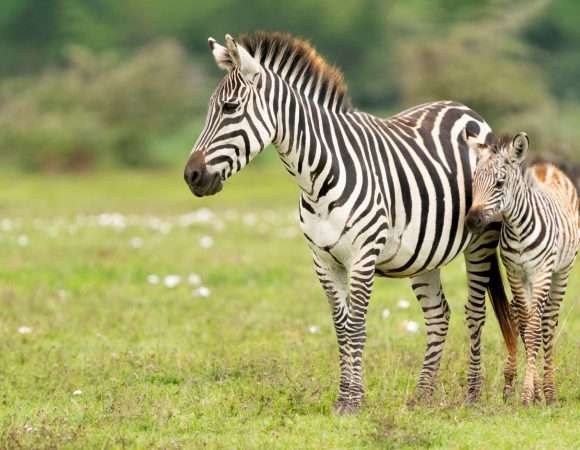9 Days Great Migration of Wildebeest