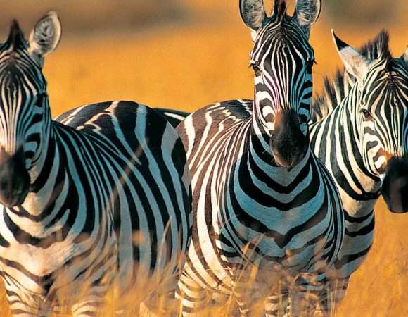 2 Days Safari from Dar es Salaam to Mikumi National Park