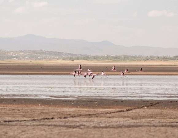 8 Days Fly and Drive Luxury Tanzania Safari