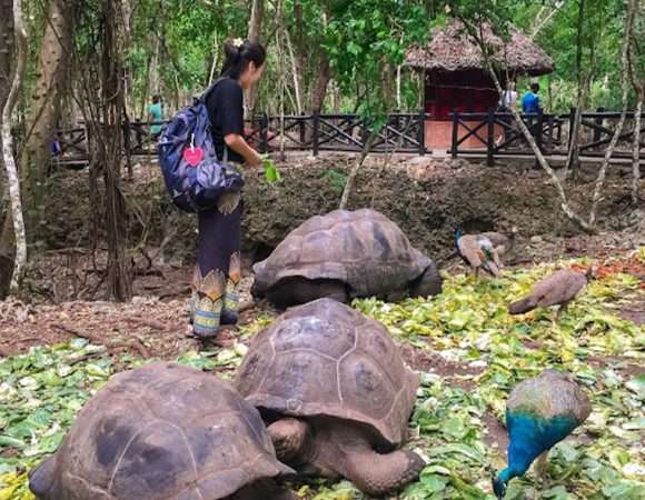Prison Island Tour | homeland to giant tortoises