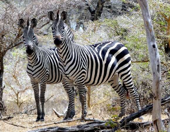 1 day safari from Zanzibar to Selous Game Reserve