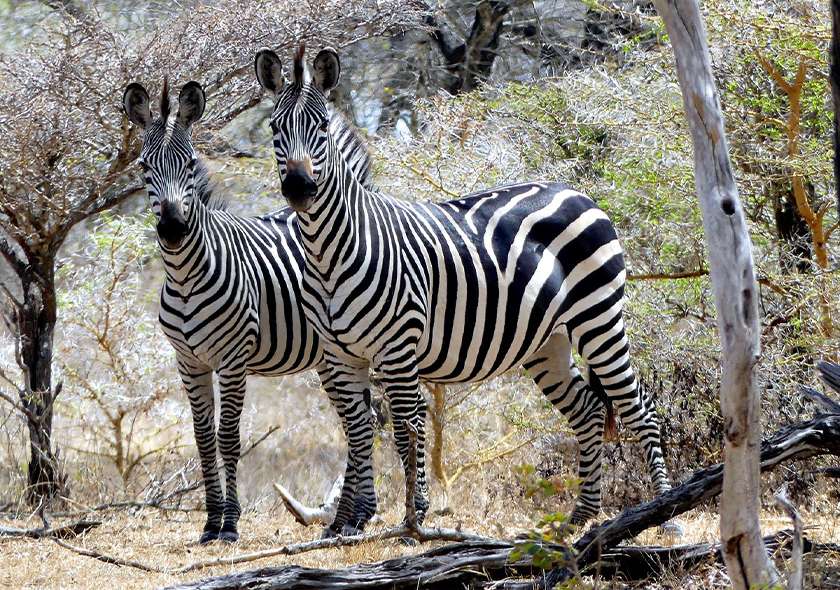 1 day safari from Zanzibar to Selous Game Reserve