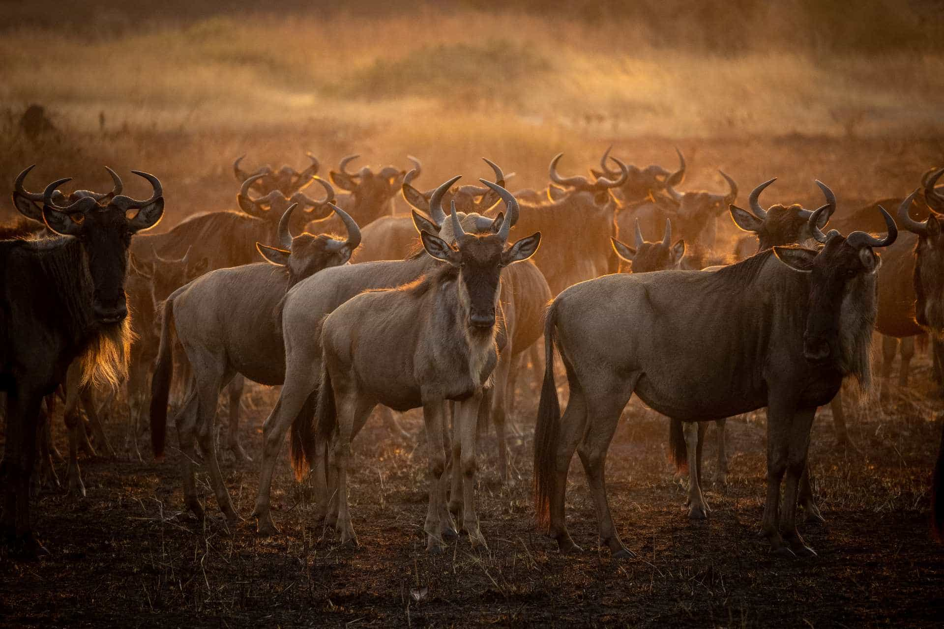 Buffalo In Mikumi National Park