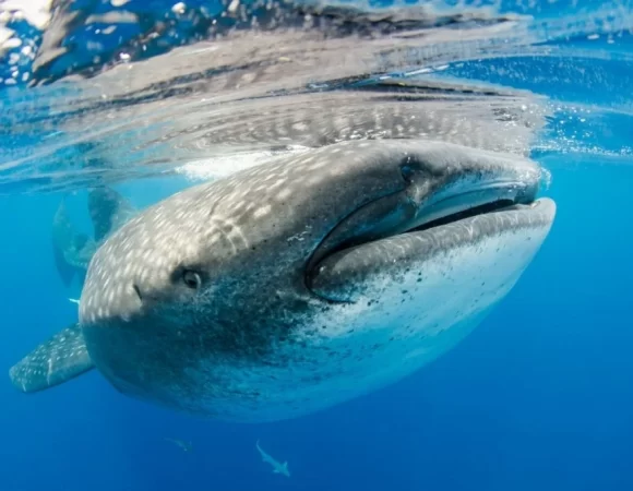 4 Days Safari to Mafia Island from Dar-es-Salaam