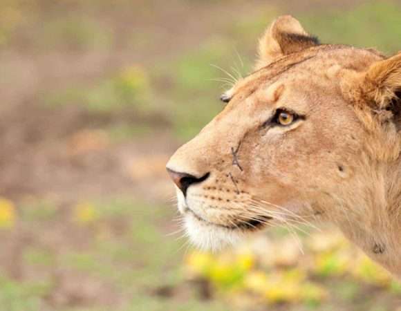 1 Day Trip Safari Zanzibar to Mikumi National Park