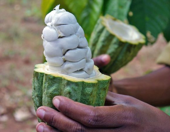 Pemba Spice Farm Tour