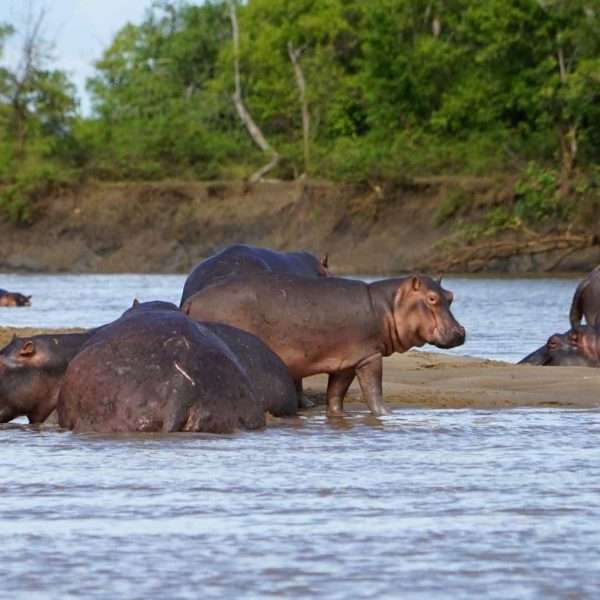 saadaninationalparksafari