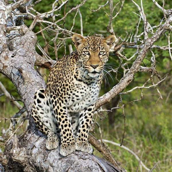saadaninationalparksafariholiday (1)